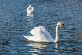 What Do Swans Eat 7 Foods To Feed These Beautiful Birds