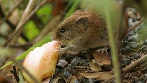 While this is the first detection of hantavirus in the region this year, the virus is not uncommon in san diego county. Infektionen Hantavirus Breitet Sich In Stuttgart Aus Stuttgart Stuttgarter Zeitung
