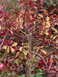 Image result for Synadenium angolense