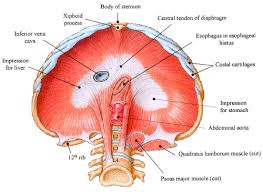 Muscle Spotlight Diaphragm Crossfit Southbay Thoracic Cavity Bones And Muscles Anatomy