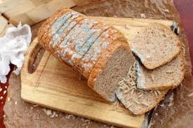 Maden In Der Wohnung So Gehen Sie Gegen Ungeziefer Vor