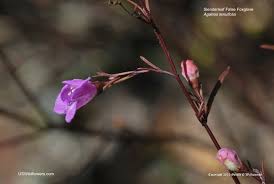 Image result for Geigeria filifolia