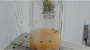 Exista in magazine lampi cu ultraviolete special concepute pentru a atrage mustele si tantarii. Play Md Capcana Lui Pentru Muste Functioneaza Un Pic Prea Bine