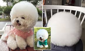 Don't brush up from the base like you would on the dog's face and body. Tori The Bichon Frise S Spherical Hair Style Is Making Her An Instagram Sensation Daily Mail Online