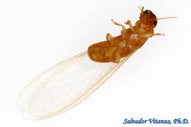 Image result for Cadaba termitaria