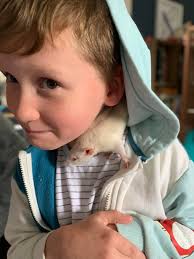 My rats Ruffy and Houdini cuddling. Houdini can escape and he does(due to  the name). Hes what I call my "free range rat". When he gets back into the  cage at night,