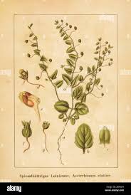 Image result for Elatine