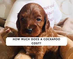 Check out our cockapoo puppies selection for the very best in unique or custom, handmade pieces from our there are 909 cockapoo puppies for sale on etsy, and they cost $13.90 on average. How Much Does A Cockapoo Cost 2021 We Love Doodles