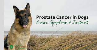Men without prostate cancer have little or no psa in their blood. Prostate Cancer In Dogs Signs Causes Treatment Options