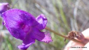 Image result for Disa hircicornis