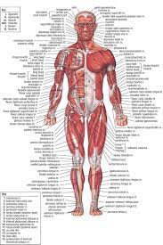 Study guide for healthcare students and educational reference for doctors and patients. Before Getting Involved In Body Sculpting Or Body Building You Should Have A Basic Understan Human Body Muscles Human Anatomy And Physiology Human Body Anatomy