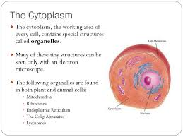 We did not find results for: Parts Of A Cell Seen With An Electron Microscope Ppt Download