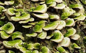 Hongos de árboles, bosque, hongos, verde, suelo del bosque, árbol, planta, tierra. Hongo Verde En Un Arbol Iniciar Sesion Cerrar Fotos Retratos Imagenes Y Fotografia De Archivo Libres De Derecho Image 68969013