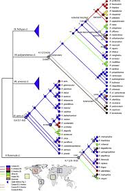 Image result for Ranunculus oreophytus