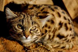 ‪Black-footed cat - SANBI‬‏