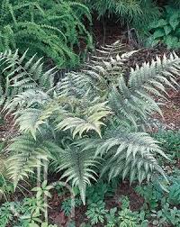 Image result for Athyrium annae