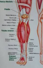 All of the quad muscles have a common insertion point at the kneecap. Simple Exercises For Vein Health Strenghten Your Soleus Muscle Artemis Colorado Vein Cosmetic Center