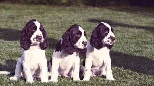 How Much Do English Springer Spaniels Shed Petcarerx