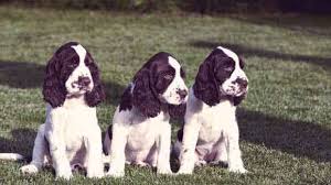 how much do english springer spaniels shed petcarerx