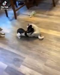gato contra dos cachorros muy divertido video in 2021 cute animals cute dogs dogs of the world