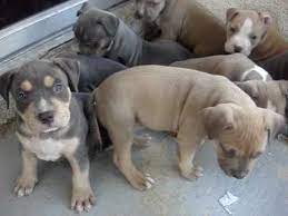 Blue nose pitbull puppies, merle pitbull puppes, red nose pitbulls, tri color pitbull puppies for sale! Tri Color Pitbull Puppies 5 Weeks Old Www Nationalpitbullleague Com Youtube