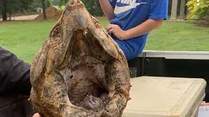 *bite test*leave a comment, like, & don't forget to subscribe if you haven't already! Mississippi Man Catches Rare 70 Pound Alligator Snapping Turtle