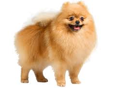 Le transparent doge face to put on inanimate objects has arrived :d. Pomeranian Poo Png Free Pomeranian Poo Png Transparent Images 85104 Pngio