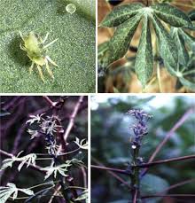 Image result for Hyparrhenia anamesa