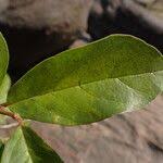 Image result for Antidesma venosum