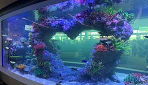 The captivating photograph below, is part of peculiar look with fish aquarium decorations editorial which is categorized within aquarium plants, aquarium decor, and published at may 12th, 2016 13:14:22 pm by. Advanced Aquarium Technologies Prefabricated Frp Tanks
