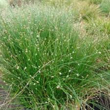Image result for Isolepis costata