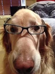 Perro Intelectual Friki Cute Animals Animals Dogs