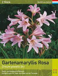Wie pflegt man amaryllis im sommer? Garten Amaryllis Rosa Lemo Gartendesign