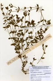 Image result for Torenia thouarsii