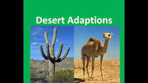 How plants adapt to arid conditions. Desert Plants And Animals Adaptations For Kids Youtube