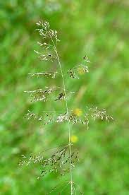 Deschampsia flexuosa — id 26011 symbol key defl common name wavy hairgrass family poaceae category monocot division magnoliophyta us nativity native to u.s. Datei Deschampsia Flexuosa Jpg Wikipedia