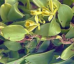 Image result for Rhipidoglossum kamerunense