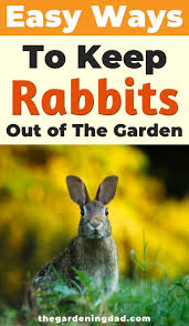 Rabbits may look adorable, but they can quickly turn a garden into a wasteland. Tips How To Keep Rabbits Out Of Yard Or Garden The Gardening Dad Rabbit Eating Rabbit Repellent Garden