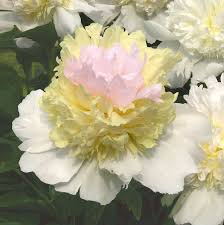 Well you're in luck, because here they come. Peonyrose Top Brass Order Plants Online Bulb Flowers Peonies Flowers