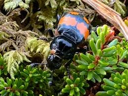 Image result for Artabotrys collinus