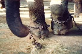 Capture for Captivity | ElephantVoices
