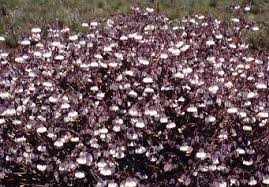 Image result for Trichodesma physaloides