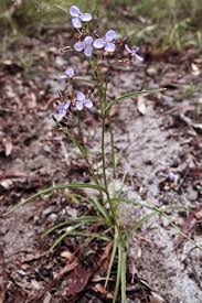 Image result for Murdannia tenuissima