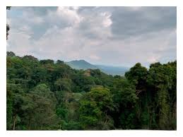 Image result for Lecaniodiscus fraxinifolius