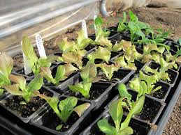 After a long summer growing season, when autumn rolls around, planting a fall garden might be the last thing you want to do. How To Plant A Fall Vegetable Garden The Old Farmer S Almanac