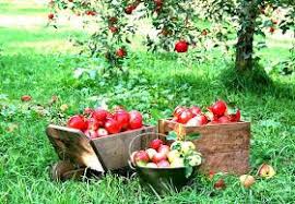 We did not find results for: Keajaiban Al Qur An Keajaiban Hukum Gravitasi Mengapa Jatuh Ke Bawah Bukan Ke Atas Isaac Newton Adalah Ilmuwan Terkemuka Asal Inggris Teori Gravitasinya Yang Terkenal Seringkali Dikaitkan Dengan The Falling Apple Yakni Kisah