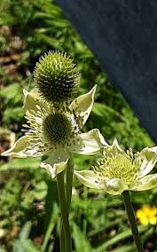 Image result for Aneilema johnstonii