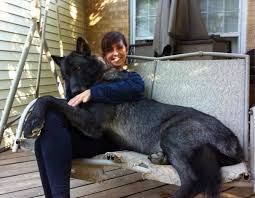 Wolf Dog Can T Wait To Get One Defiantly Getting One Before Any Other Animals Extra Large Dog Breeds Large Dog Breeds Dog Breeds
