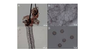 Image result for Stemonitis splendens