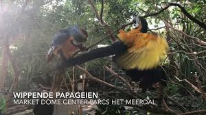 Wippende Papageien Im Market Dome Center Parcs Het Meerdal Youtube Papagei Wippen Ferien